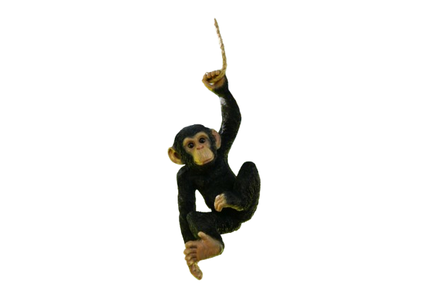 Hanging Chimp