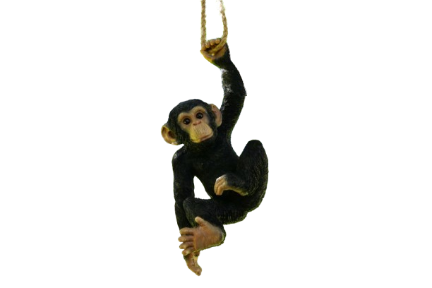 Hanging Chimp